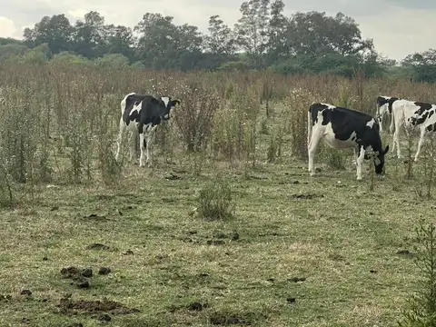 Campo de 190 ha en venta, Marcos Paz.