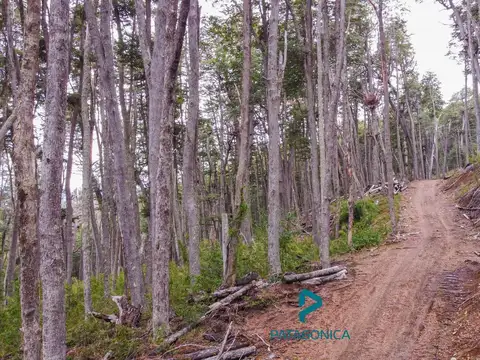 Terreno en Venta 62  mts Fondo