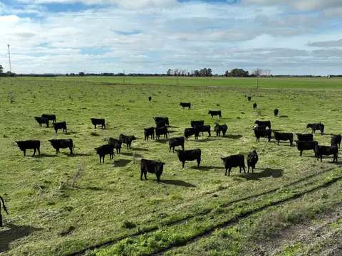 113 Has. Campo agrícolo ganadero en Chascosmús