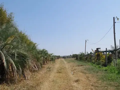 Tomás Mazzanti 100