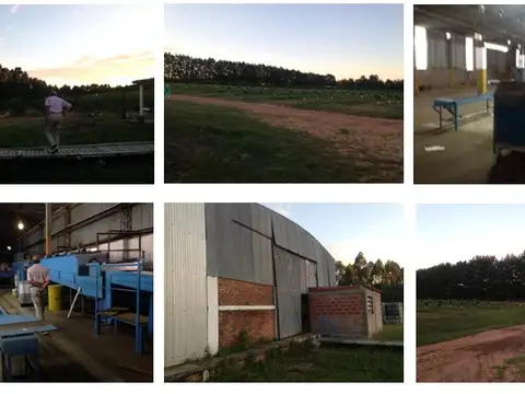 Quinta Cítrica Exportación UE : Aptitud Citrícola y Forestal