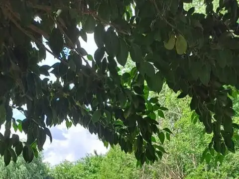 ARECO  CASAQUINTA CERCA DEL PUEBLO 1315 M2 TERRENO