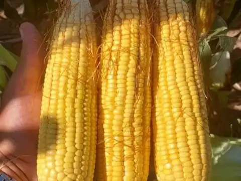 Terreno Campo  en Venta en Necochea, Costa Atlántica, Buenos Aires