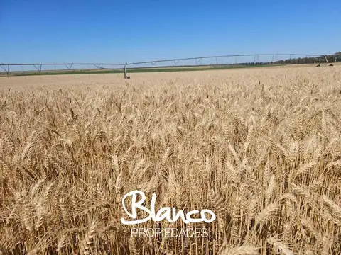 Campo Agricola Necochea -