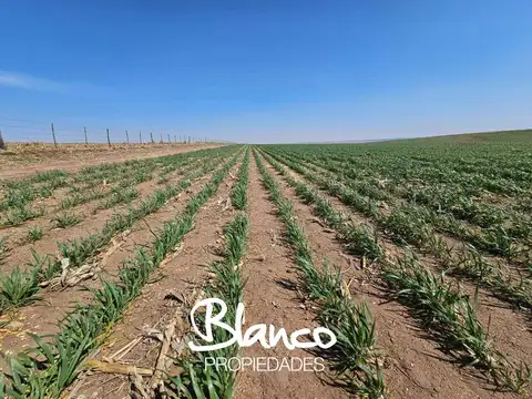 Terreno Campo  en Venta en Necochea, Costa Atlántica, Buenos Aires